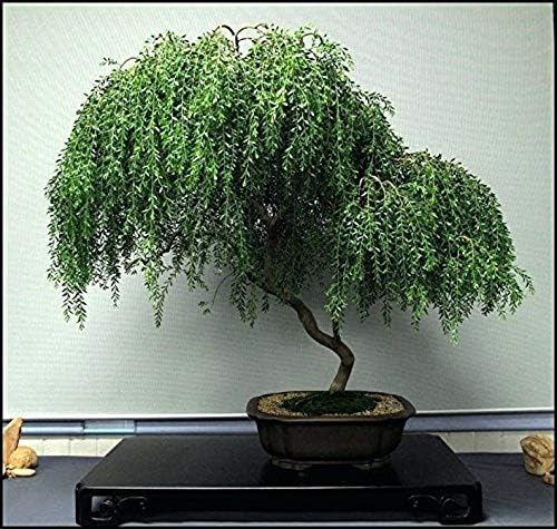 Bonsai Dwarf Weeping Willow Tree - Excellent Bonsai Tree - Mature Look Fast