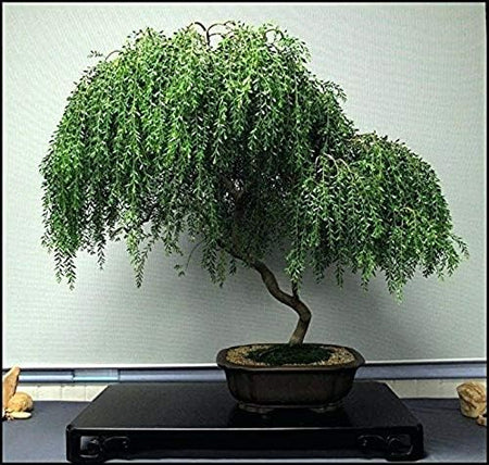 Bonsai Dwarf Weeping Willow Tree - Excellent Bonsai Tree - Mature Look Fast