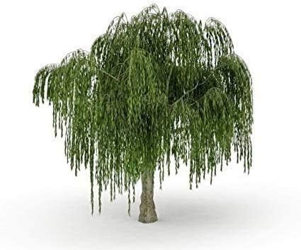 Bonsai Dwarf Weeping Willow Tree - Excellent Bonsai Tree - Mature Look Fast