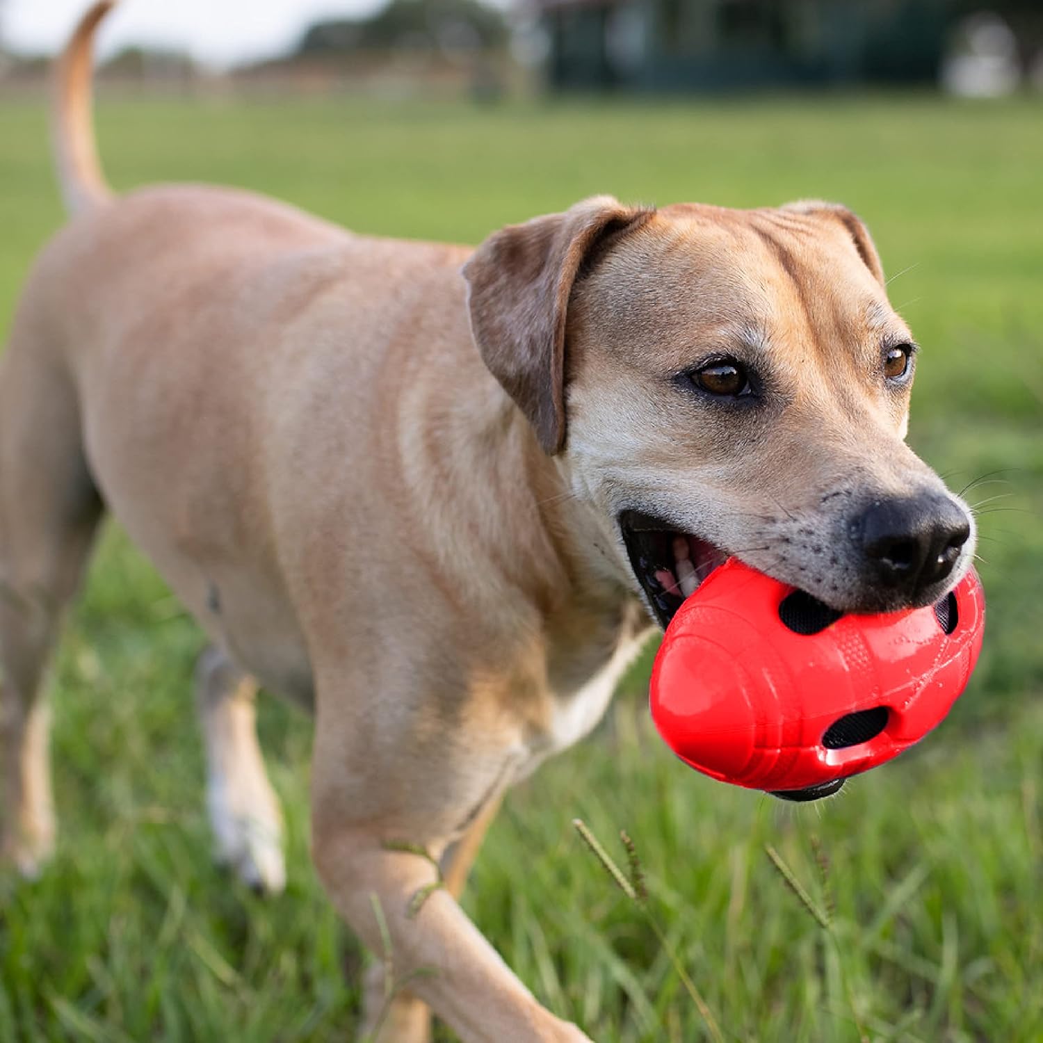 Rubber Football Dog Toy with Interactive Squeaker and Crunch, Lightweight, 6 Inch Diameter for Medium/Large Breeds, Single Unit, Red