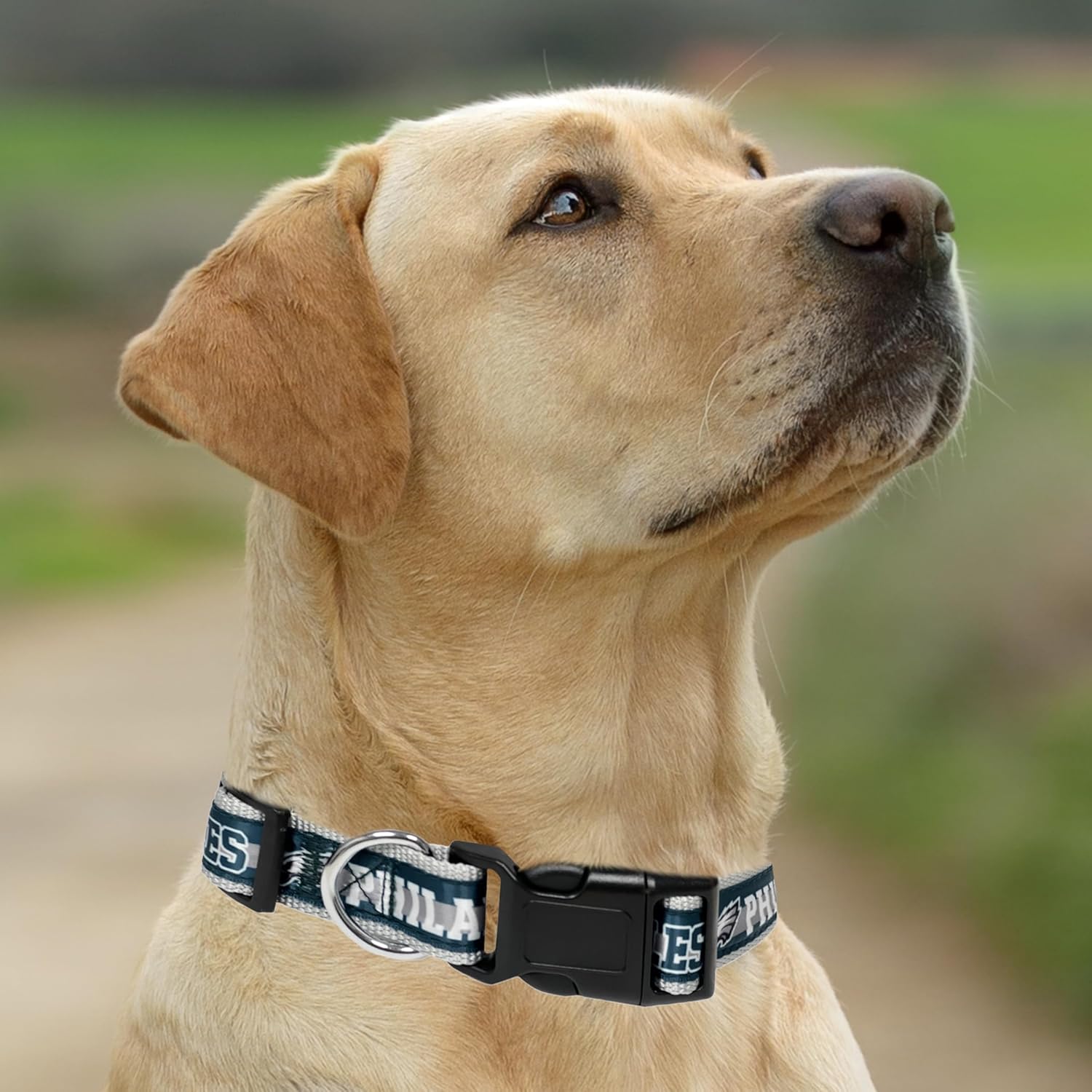 NFL Philadelphia Eagles Licensed PET COLLAR, Large - Heavy-Duty, Strong, and Durable Dog Colla