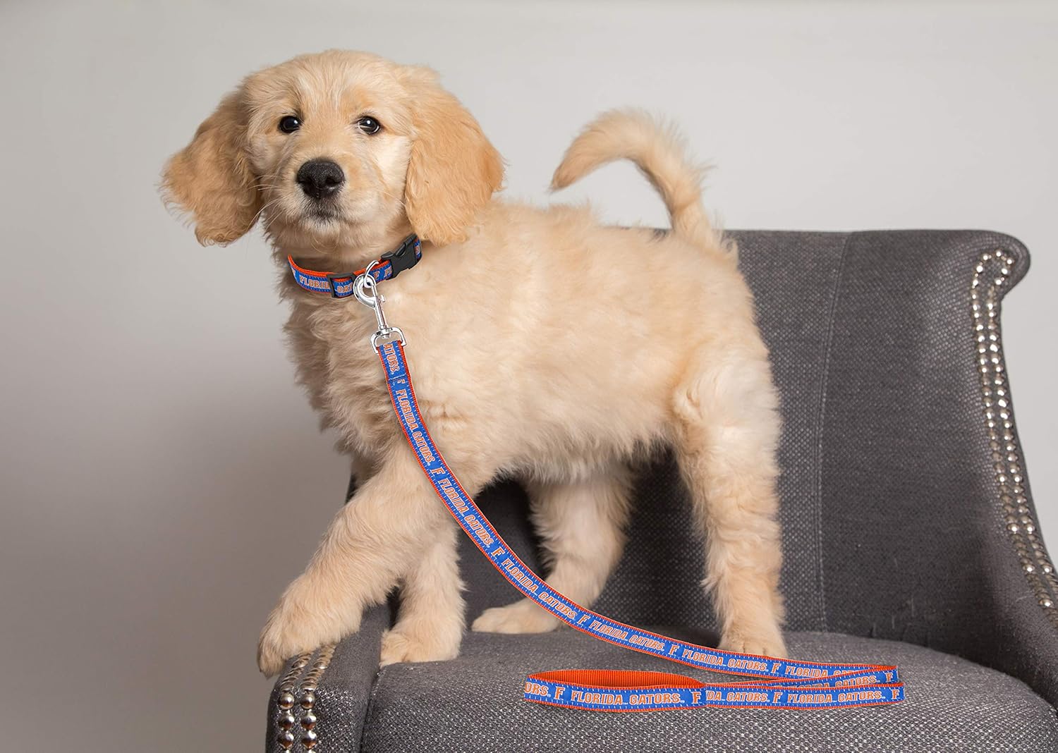 Collegiate Pet Accessories, Dog Leash, Florida Gators, Medium