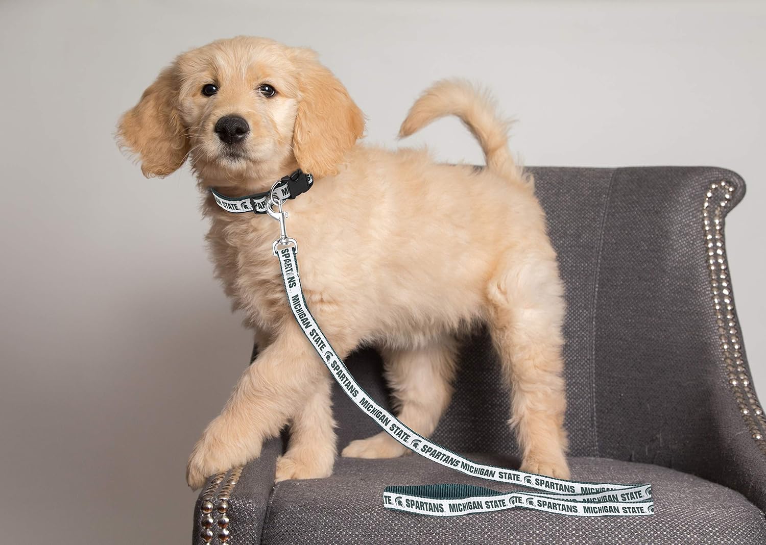 NCAA PET Leash, Medium, Michigan State Spartans, Dog Leash, Shiny & Colorful Leash for Dogs & Cats