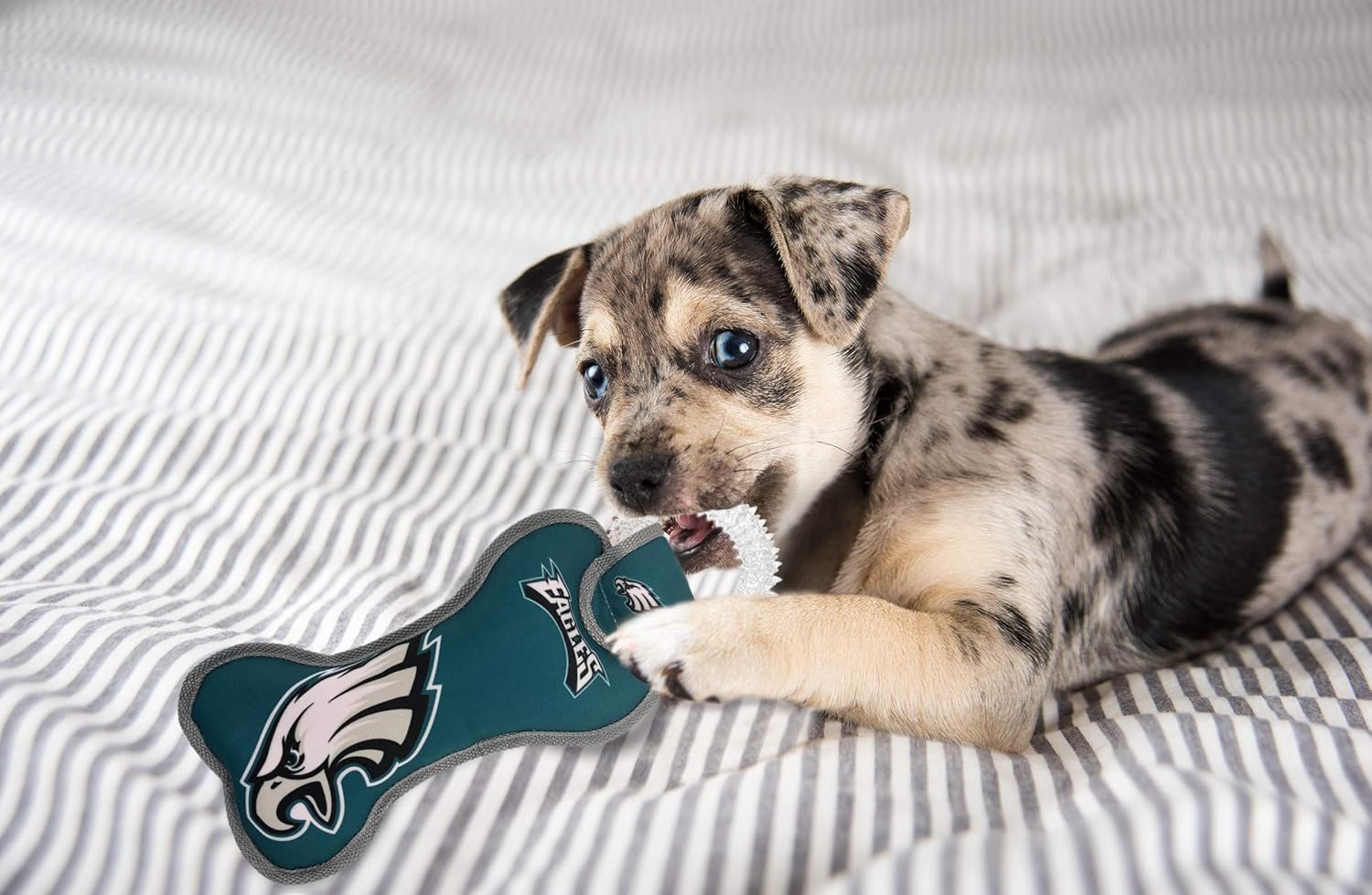 NFL Philadelphia Eagles Dental Dog TUG Toy with Squeaker. Tough PET Toy for Healthy Fun