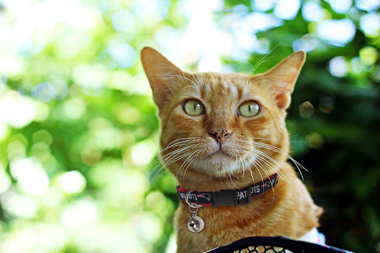 NFL NEW ENGLAND PATRIOTS CAT COLLAR. - Strong & Adjustable FOOTBALL Cat Collars with Metal Jingle Bell