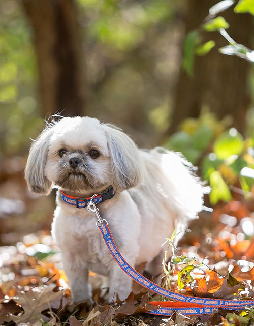 Load image into Gallery viewer, Collegiate Pet Accessories, Dog Leash, Florida Gators, Medium
