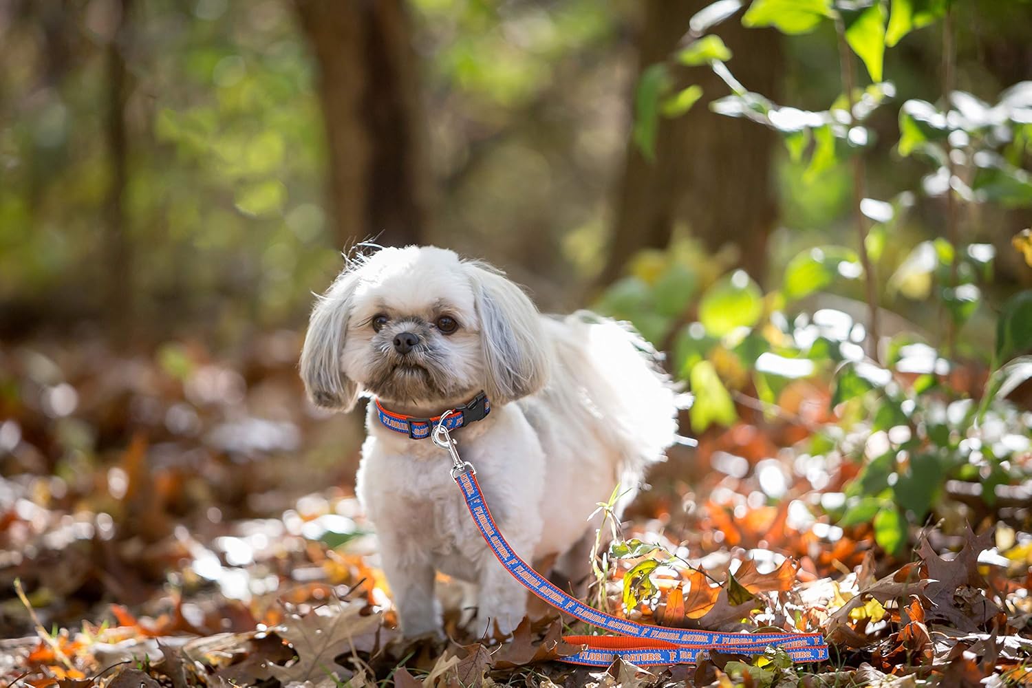 Collegiate Pet Accessories, Dog Leash, Florida Gators, Medium