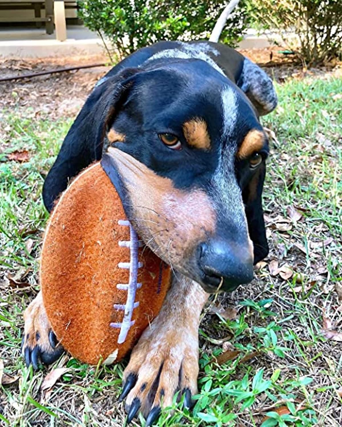 Football Gripz Fetch Toy, Squeaky Ball Chew Toy for Dogs, Medium (1 Count) Medium